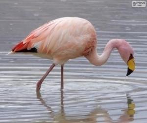 пазл Андский фламинго
